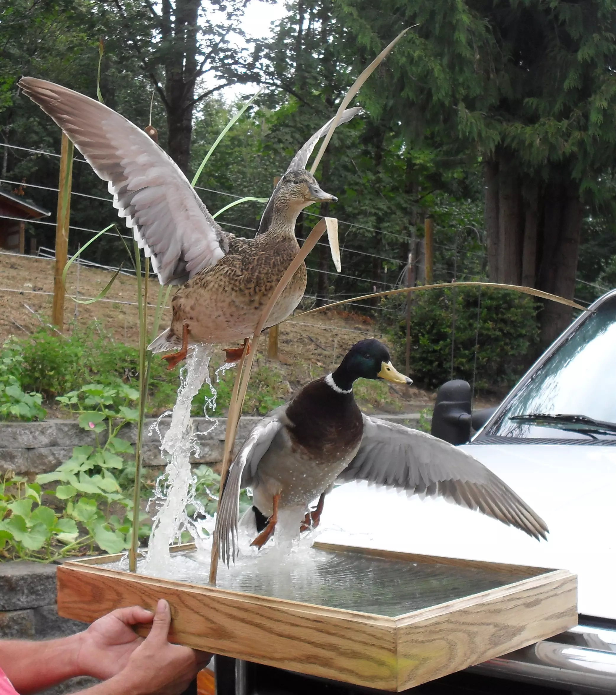 Duck Habitat