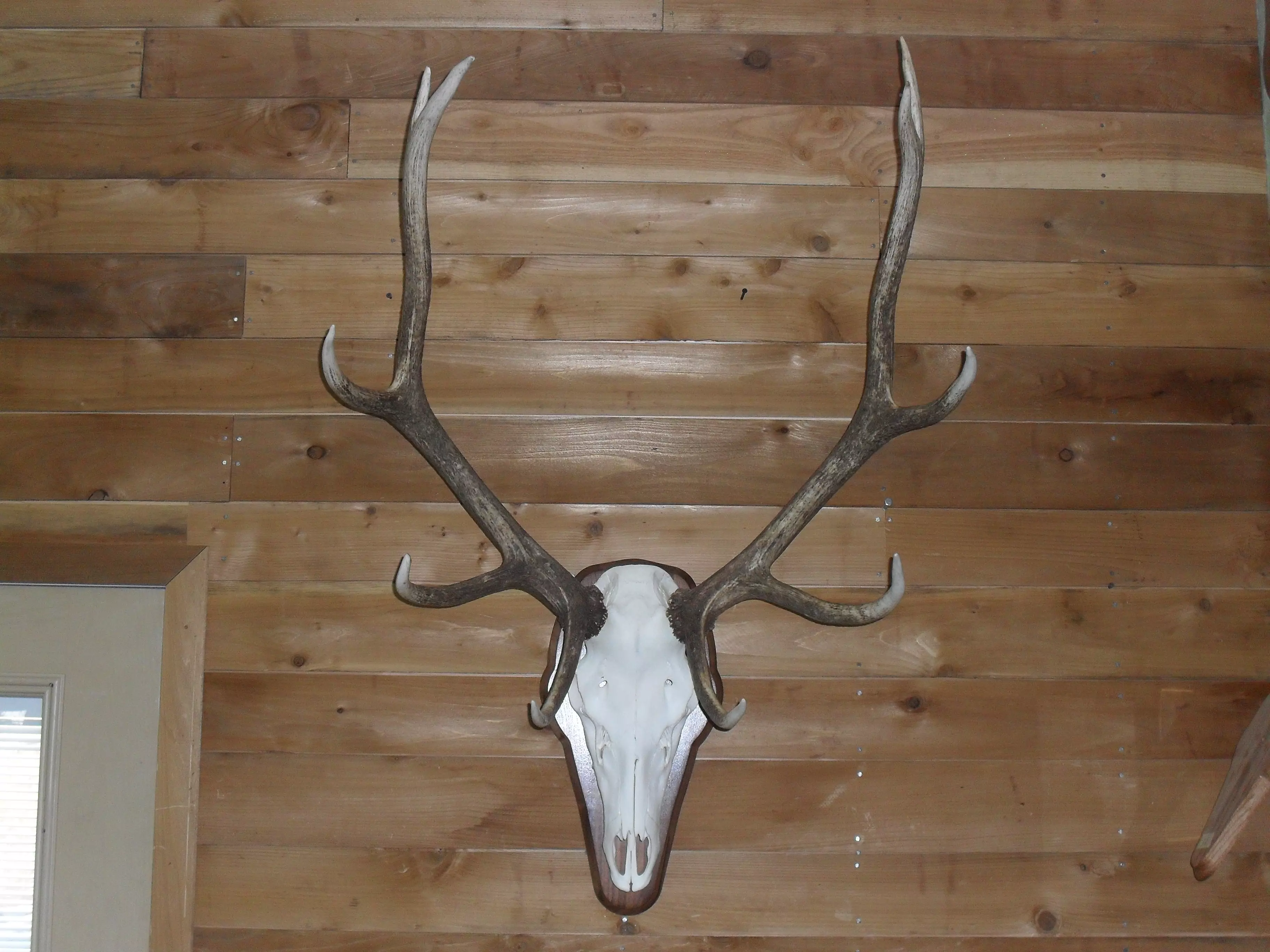 Elk European Mount