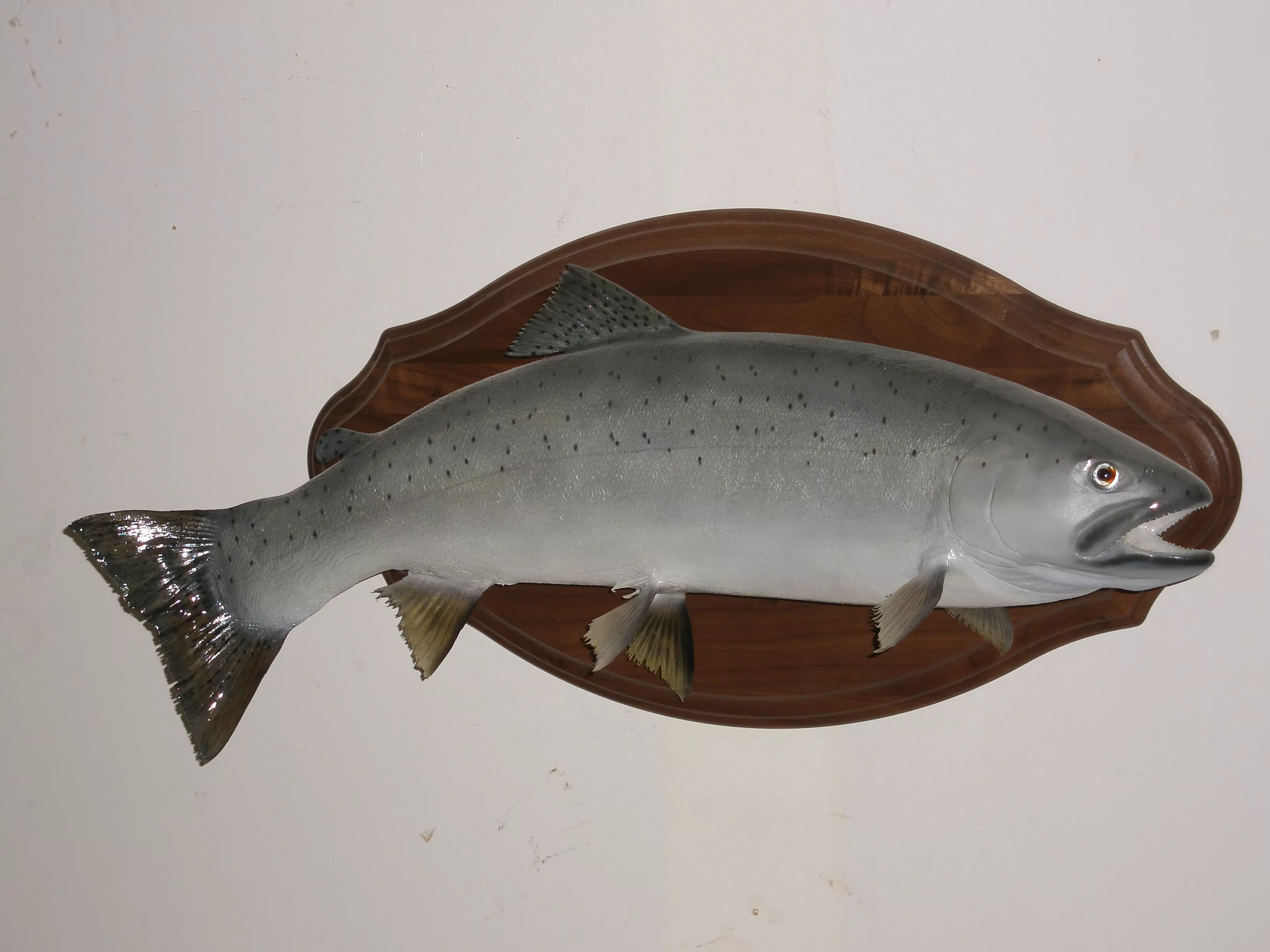 Full Salmon