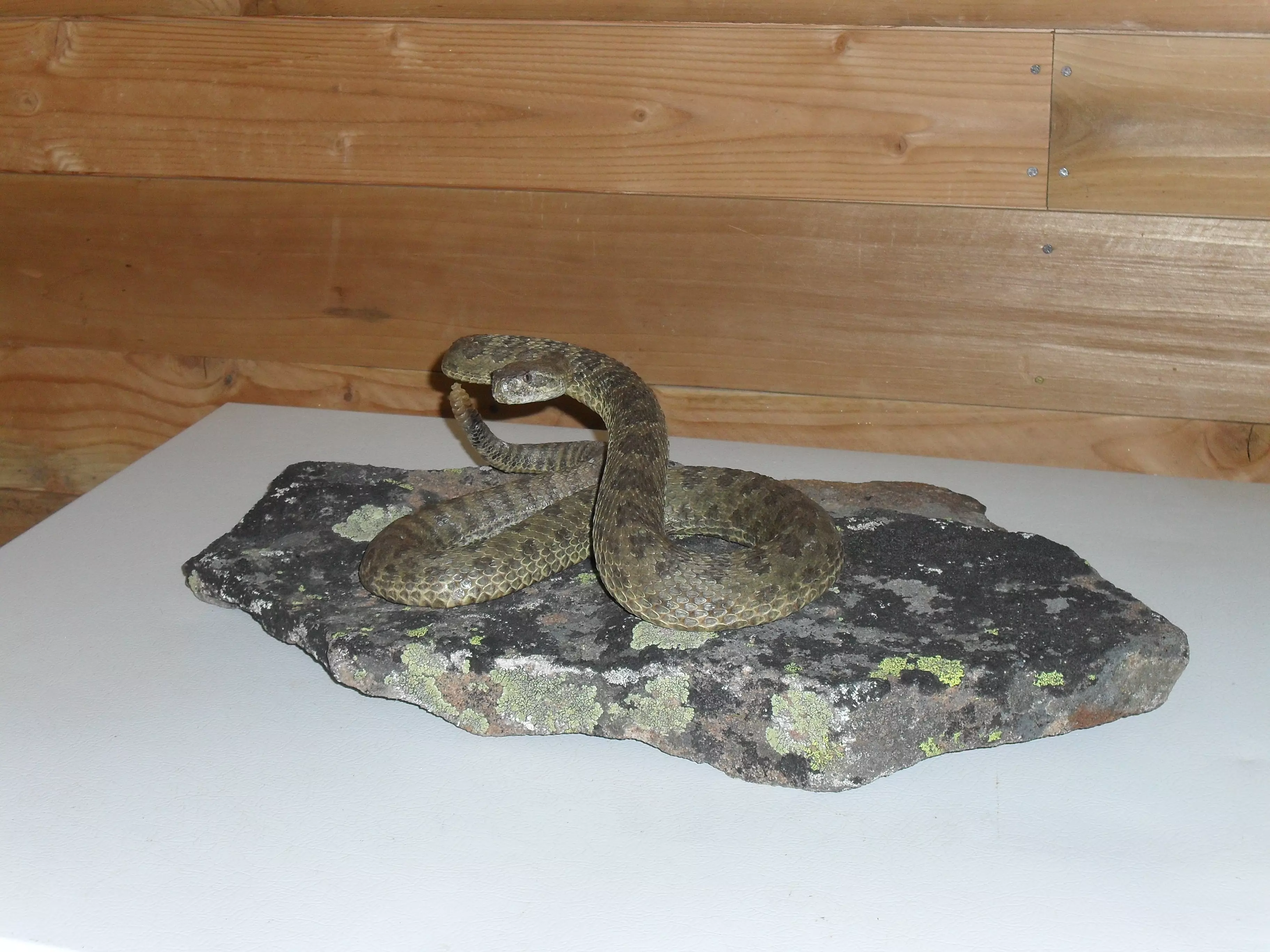 Reptiles