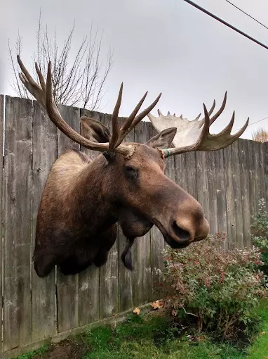 Moose Shoulder Mount