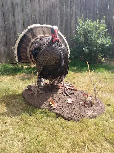 Turkey